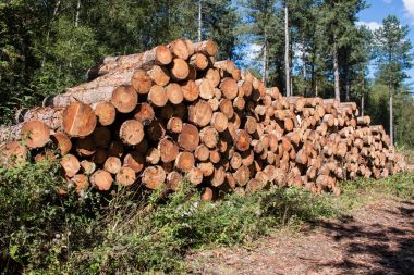 Taze kereste odun kesmek