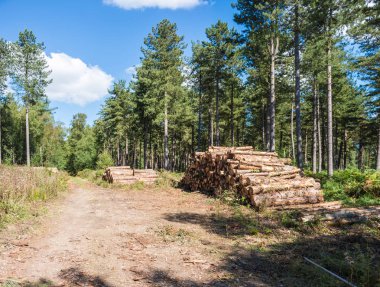 Taze kereste odun kesmek