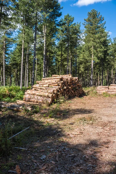 Taze kereste odun kesmek