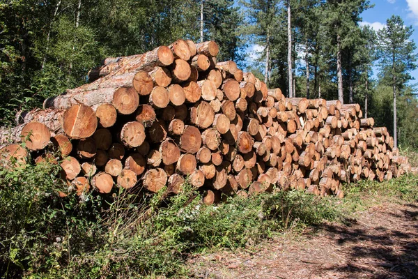 Taze kereste odun kesmek