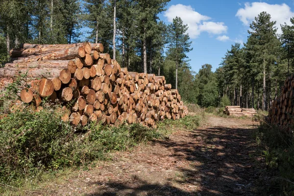 Taze kereste odun kesmek