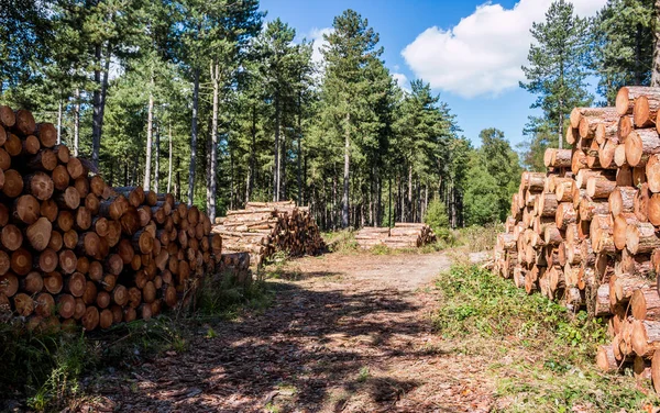 Taze kereste odun kesmek