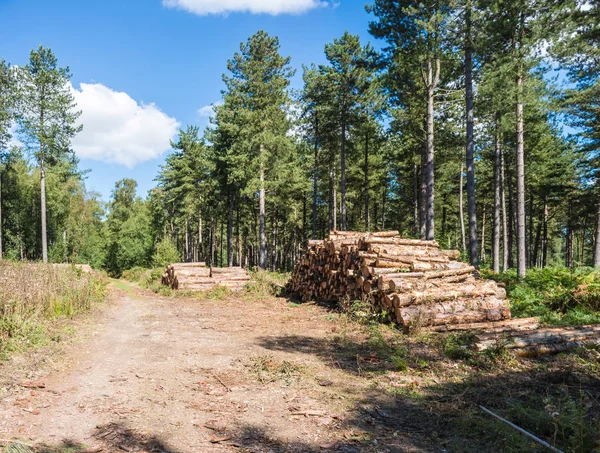 Taze kereste odun kesmek