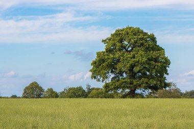 Büyük tek ağaç. Bahar manzara.
