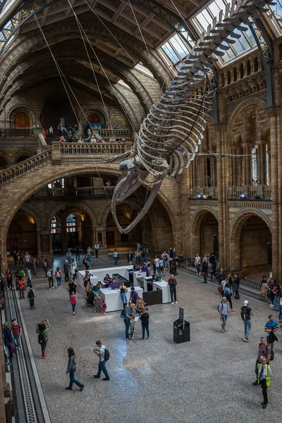 Naturhistorisches Museum in London. — Stockfoto