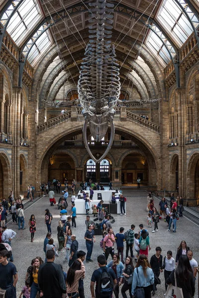 Naturhistorisches Museum in London. — Stockfoto