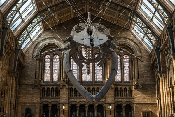 Naturhistorisches Museum in London. — Stockfoto