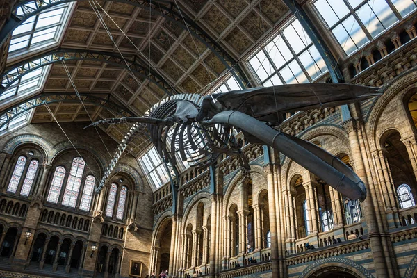 Natural history museum in London. — Stock Photo, Image