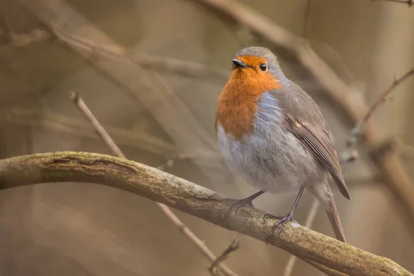 Pájaro de Robin. Rubecula de Erithacus — Foto de Stock