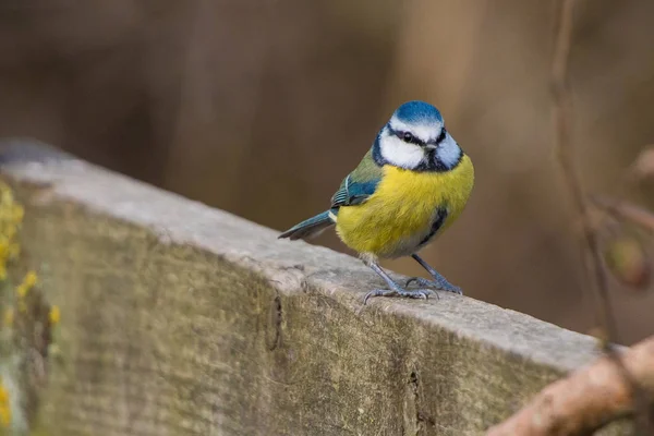 Синяя синица (Cyanistes caeruleus ) — стоковое фото