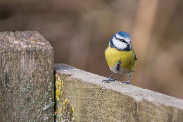 Pássaro-das-mamas-azuis (Cyanistes caeruleus ) — Fotografia de Stock