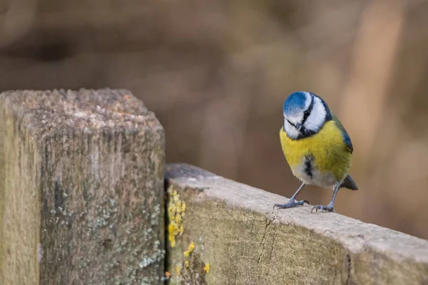 Синяя синица (Cyanistes caeruleus ) — стоковое фото