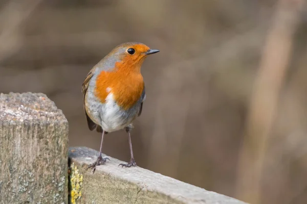 Pássaro de Robin. Erithacus rubecula. — Fotografia de Stock