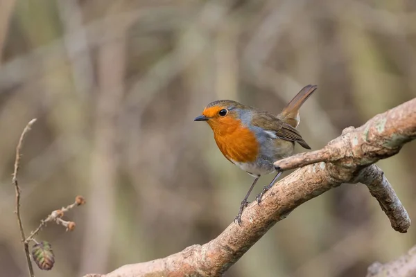 Робин Бёрд. Erithacus rubecula . — стоковое фото