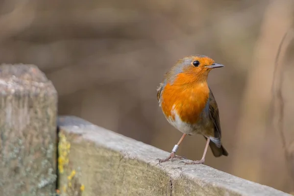 Робин Бёрд. Erithacus rubecula . — стоковое фото