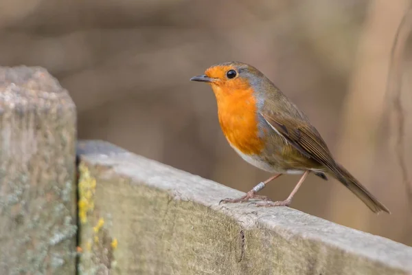 Робин Бёрд. Erithacus rubecula . — стоковое фото