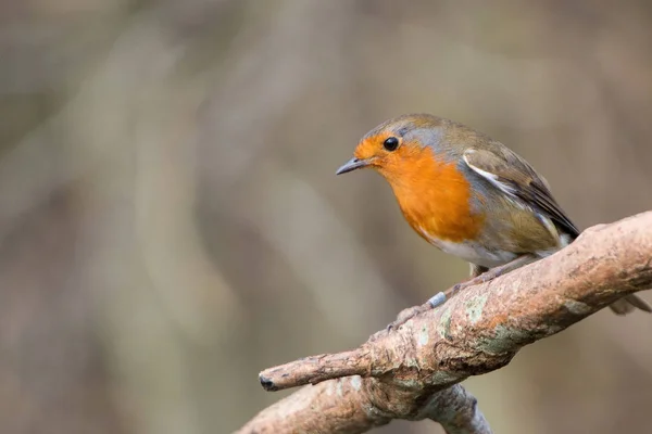 Робин Бёрд. Erithacus rubecula . — стоковое фото