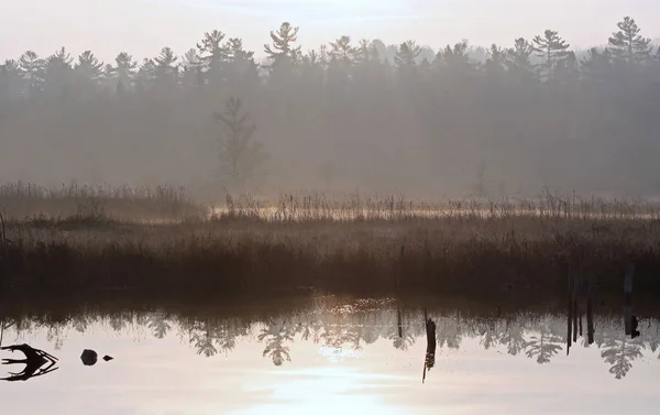 Marsh, puslu bir sabahı hafif sis — Stok fotoğraf