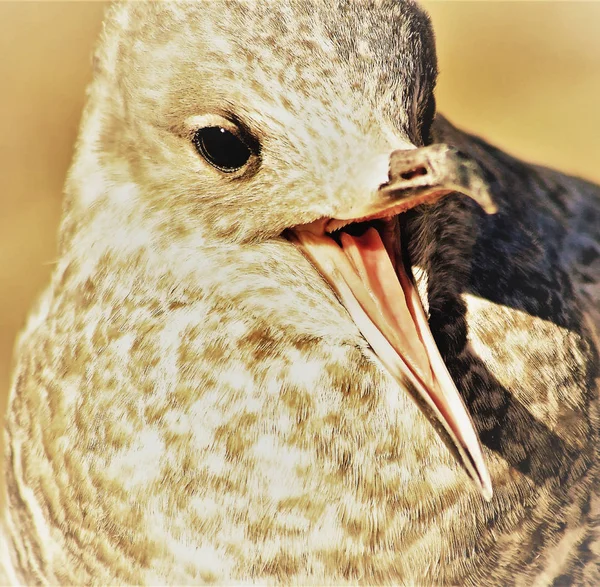 Young seagull with beak wide open - sepia tone — Stock Photo, Image