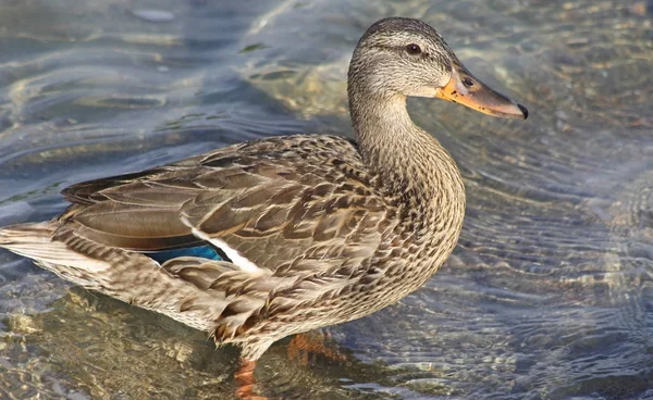 Mallard duck female standing in water at shoreline — Stock Photo, Image