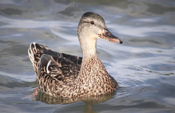 Young Mallard duck vrouwelijke zwemmen op het wateroppervlak — Stockfoto
