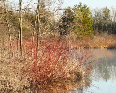 Çıplak ağaçlar ve bankaların Marsh bahar boyunca fırça