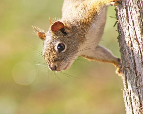Red Squirrel hanging upside down on tree — Stock Photo, Image