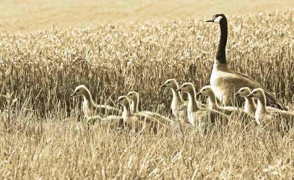 Kanadagans und ihre Gösslinge beim Gang durch das Weizenfeld — Stockfoto