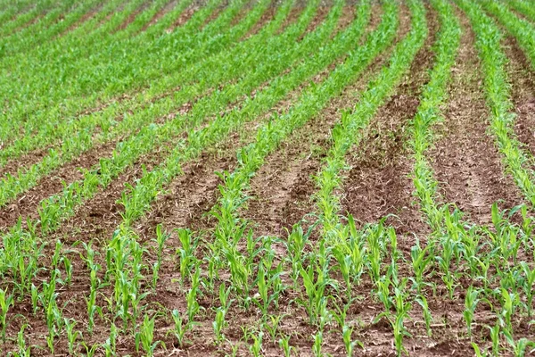 Reihenweise wachsen neue Maissorten auf dem Feld des Bauern — Stockfoto