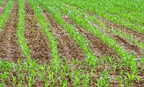 Reihenweise wachsen neue Maissorten auf dem Feld des Bauern — Stockfoto