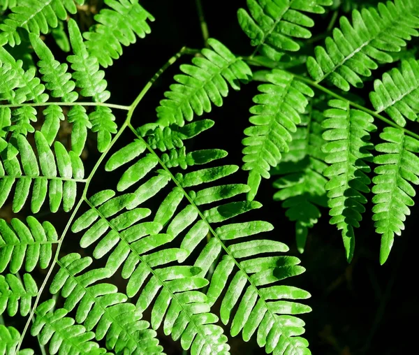 Helder groene bladeren van Forest varens — Stockfoto