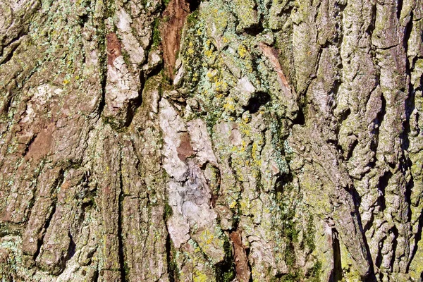 Közelkép a texturált fa kéreg — Stock Fotó