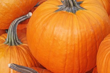 Hasat parlak turuncu kabak yakın çekim 