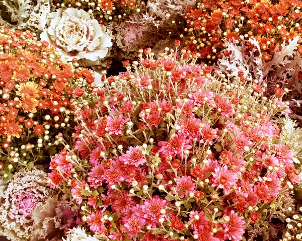 Chrysanthemums e Floração Kale criar este belo Outono Floral fundo — Fotografia de Stock