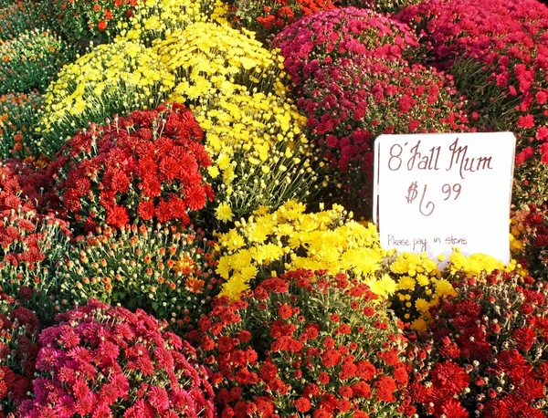 Recipientes de flores de queda vibrantes para venda no Garden Center — Fotografia de Stock
