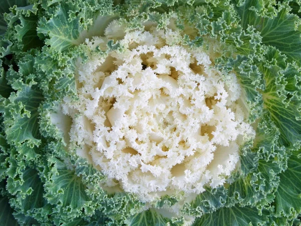 Bílý střed a kudrnaté zelené listy květu Kale — Stock fotografie