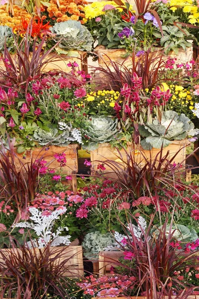 Container mit lebendigen Herbstblumen stehen im Gartencenter zum Verkauf — Stockfoto