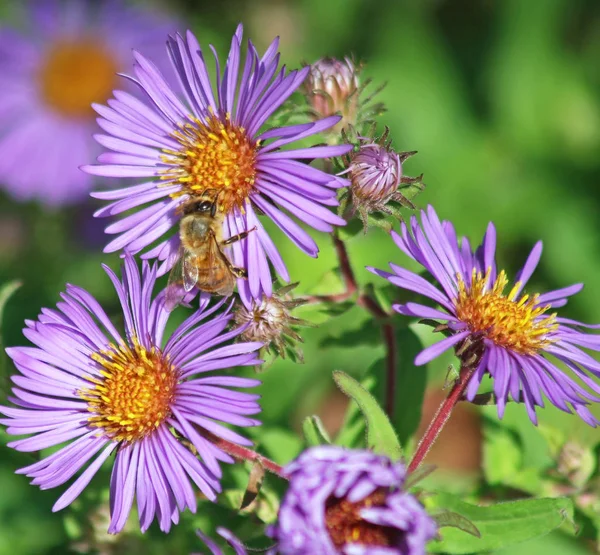 Pszczoła, biorąc nektar z kwiatów — Zdjęcie stockowe