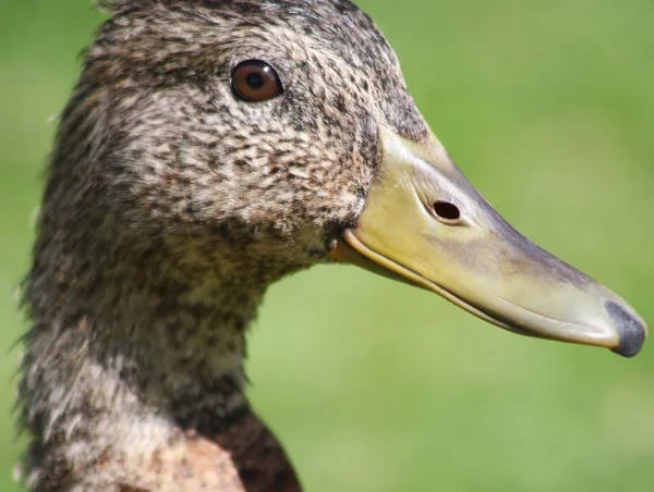 Jovem Mallard Duck fêmea - também chamado de galinha — Fotografia de Stock