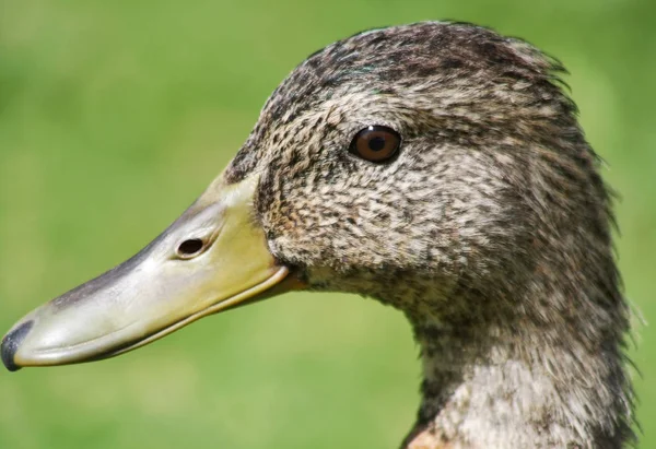 Close up of the Mallard Duck — Stock Photo, Image