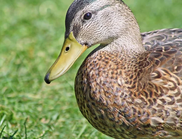 Close up of the Mallard Duck — Stock Photo, Image