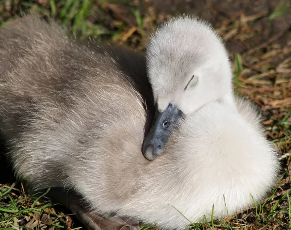Un cisne mudo bebé que duerme profundamente - 3 días de edad — Foto de Stock