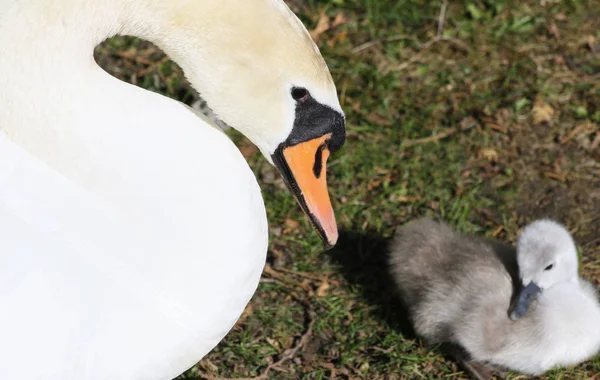 Kobieta łabędź niemy, czuwa nad jej tiny Cygnet 3-dniowych — Zdjęcie stockowe