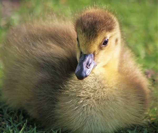 Tiny 3 day old baby Canada Goose resting on land — Stock Photo, Image