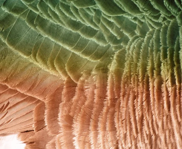 Peří z Canada Goose - abstraktní barvy přidané — Stock fotografie