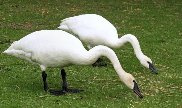 Breeding pair of wild Trumpeter Swans feeding on land — Stock Photo, Image