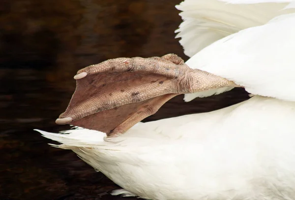 Primer plano del pie palmeado de un cisne mudo adulto — Foto de Stock