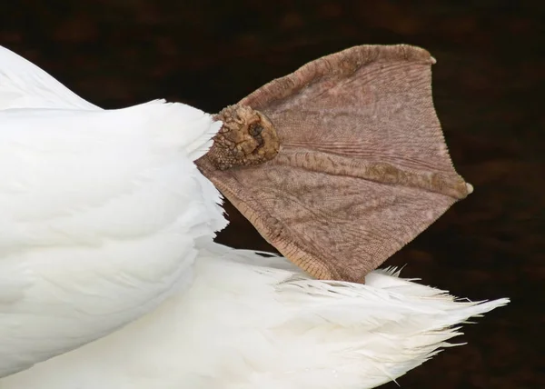 Fechar-se de pé webbed de um cisne mudo adulto — Fotografia de Stock