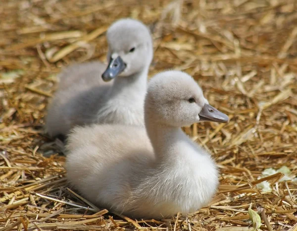 Mute Swan siblings resting on a nest of straw.   One week old — Stock Photo, Image