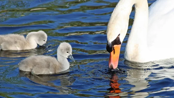 ミュート白鳥の母親と彼女の つの小さな赤ちゃんシグネッツ泳ぐし 水のフィード — ストック写真